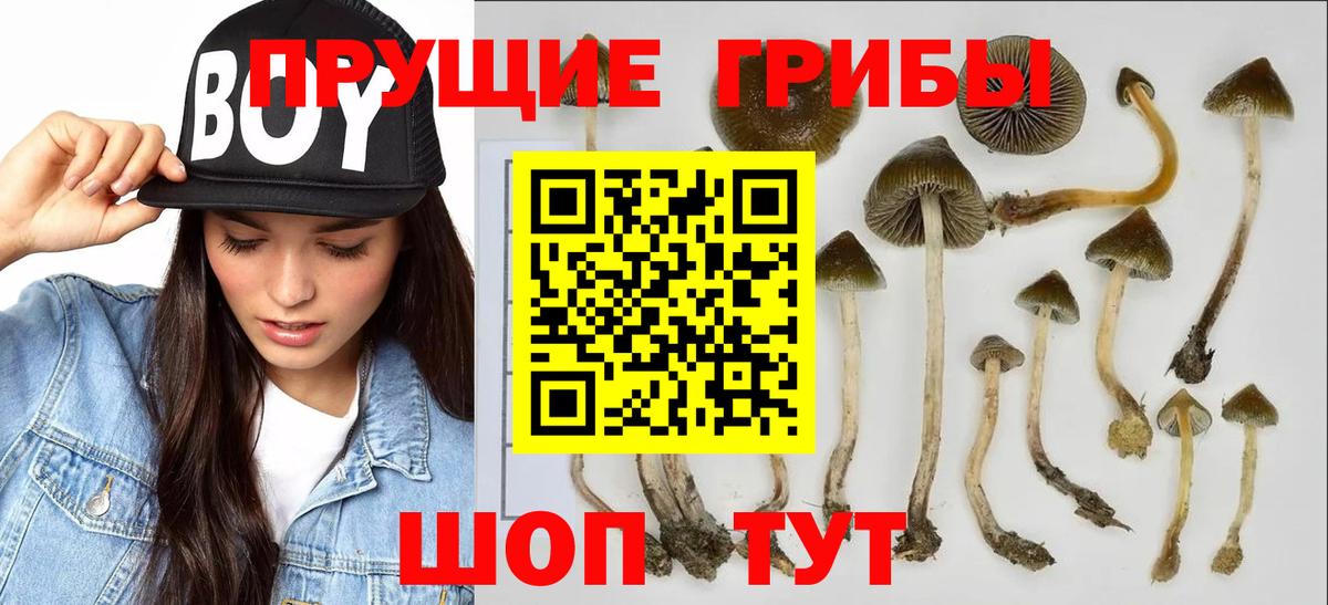 Галлюциногенные грибы Psilocybine cubensis Усинск